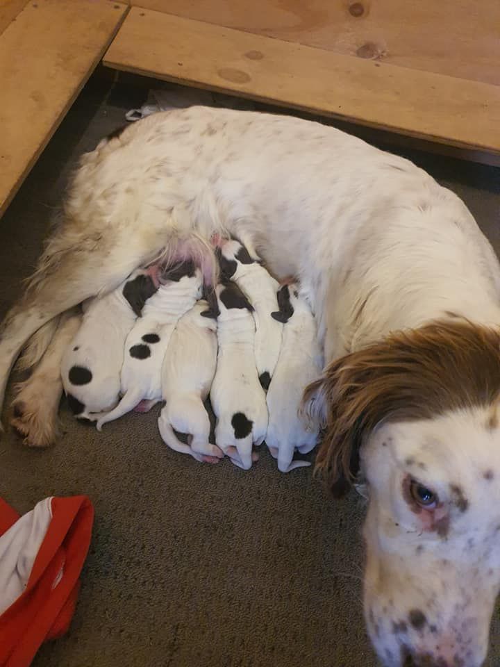 A Close-Up of a Small Puppy Suckling Milk from Its Mother | Bathurst, Nsw | Wentlooge Spaniels