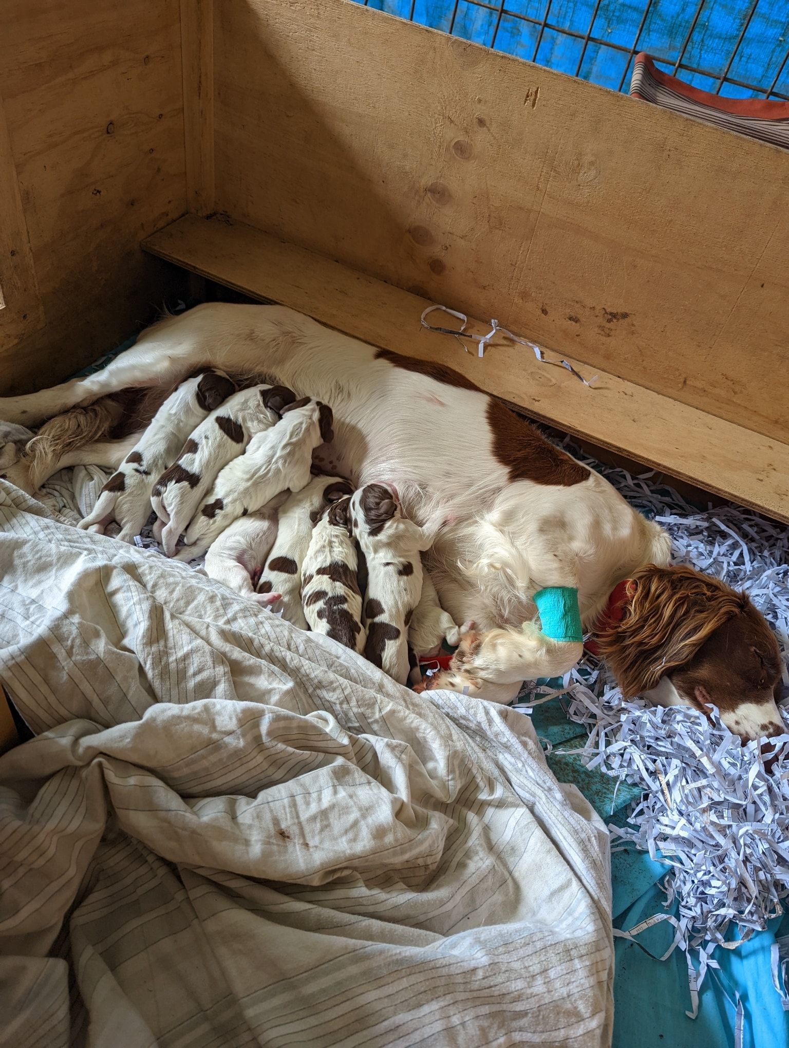 A Mother Puppy Caring for Her Young with Love and Attention | Bathurst, Nsw | Wentlooge Spaniels
