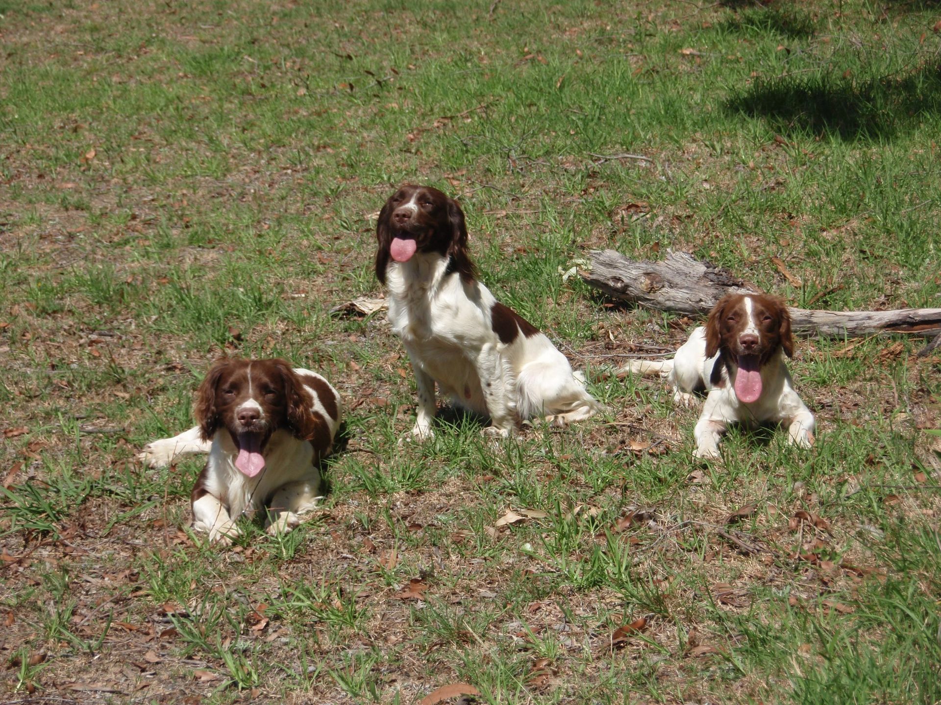 Three Dogs on the Farm | Bathurst, Nsw | Wentlooge Spaniels