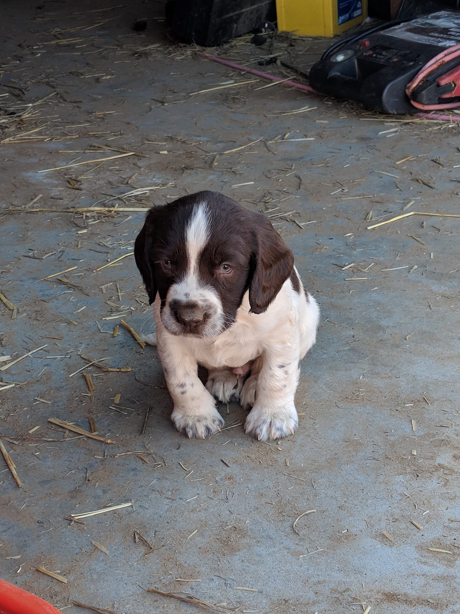 A Puppy with White and Brown Skin | Bathurst, Nsw | Wentlooge Spaniels
