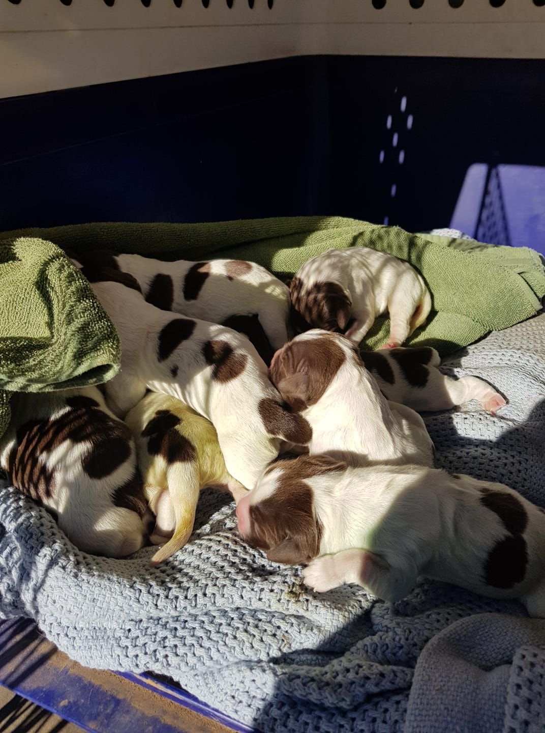 A Lot of Sleeping Puppies | Bathurst, Nsw | Wentlooge Spaniels