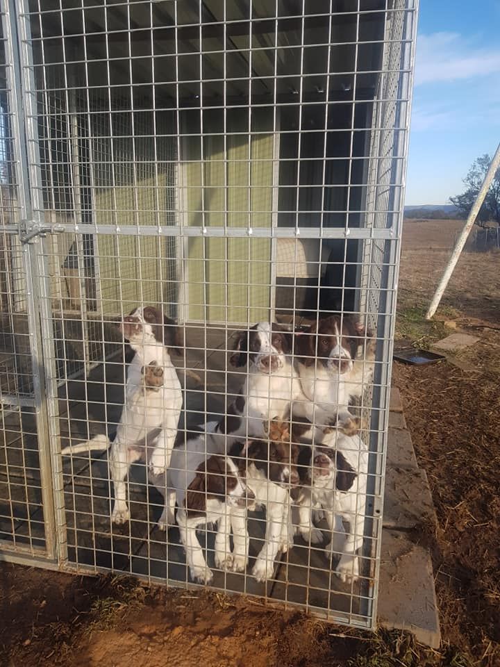 A Group of Small Puppies Inside of a Cage | Bathurst, Nsw | Wentlooge Spaniels