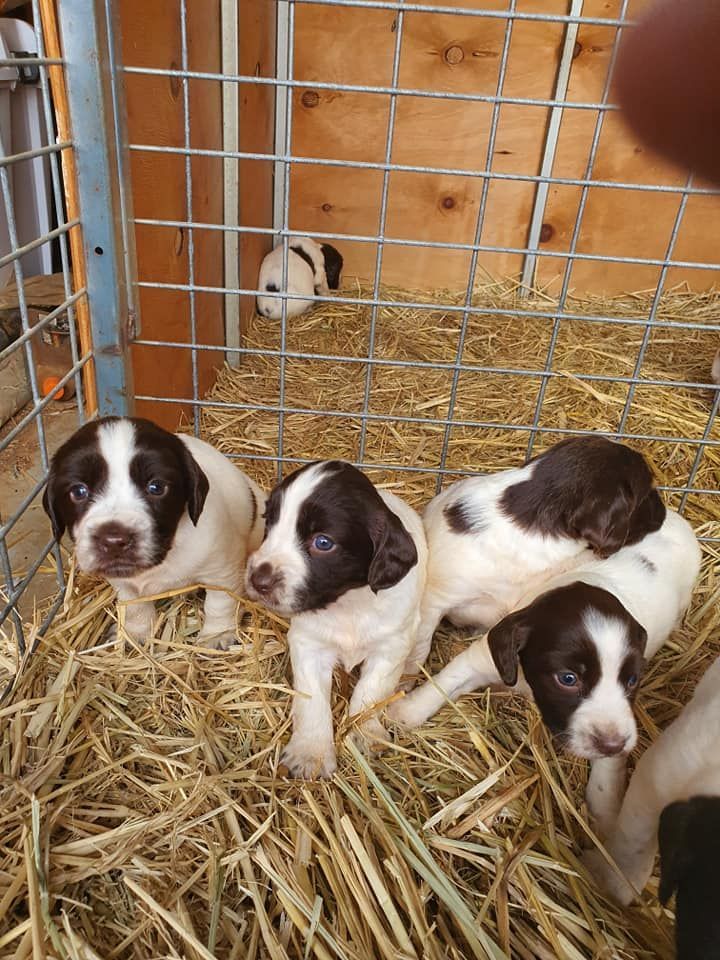 A Mother Dog Nursing Her Puppies | Bathurst, Nsw | Wentlooge Spaniels