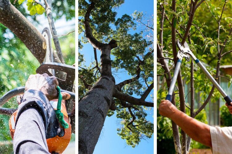 Professional tree pruning and trimming in Zephyrhills FL