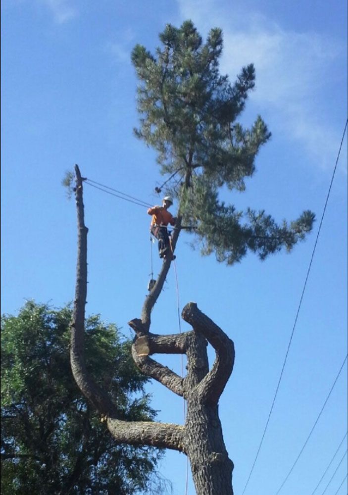 Trimming a tree | El Sobrante, CA | Mack Tree Co.