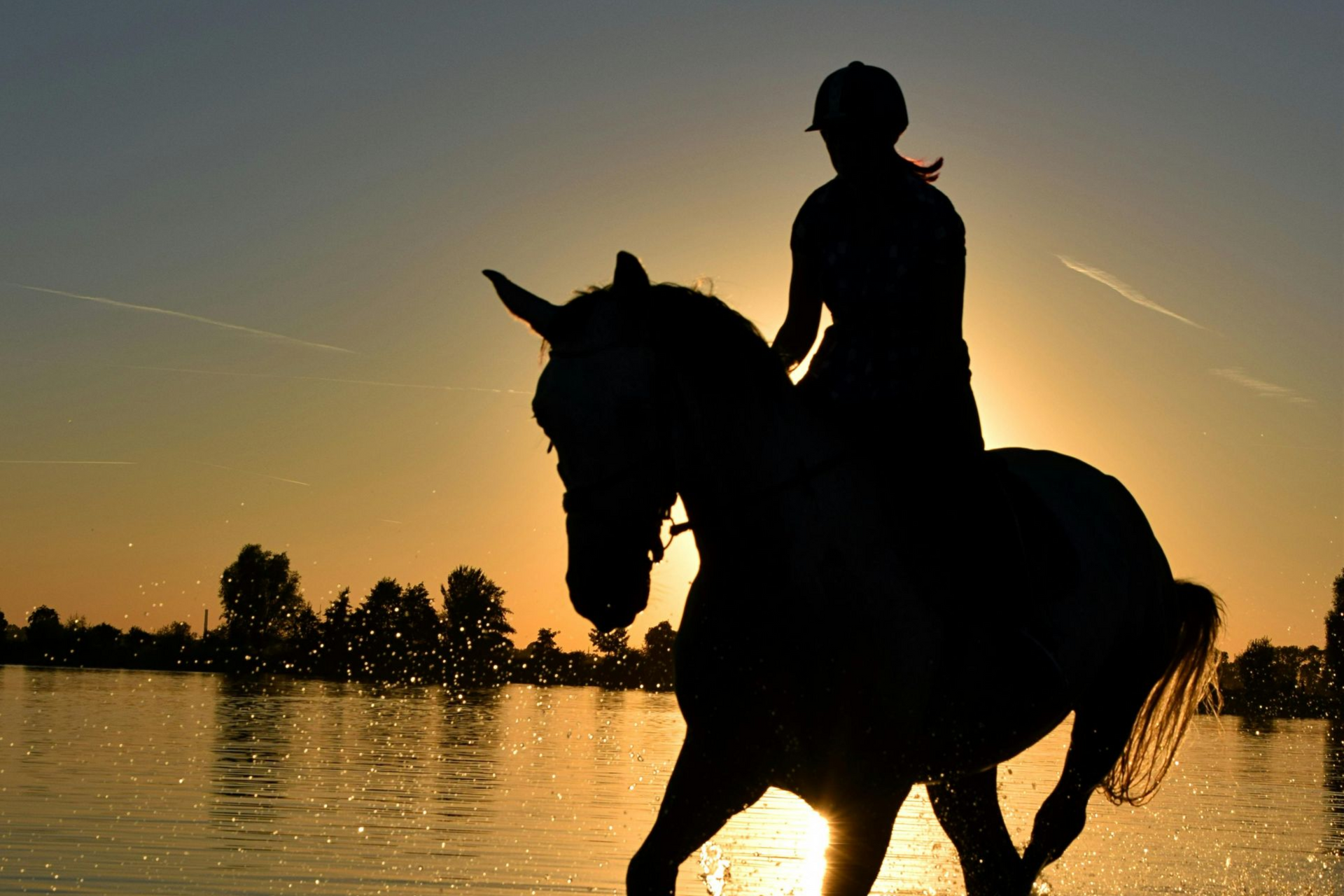equine