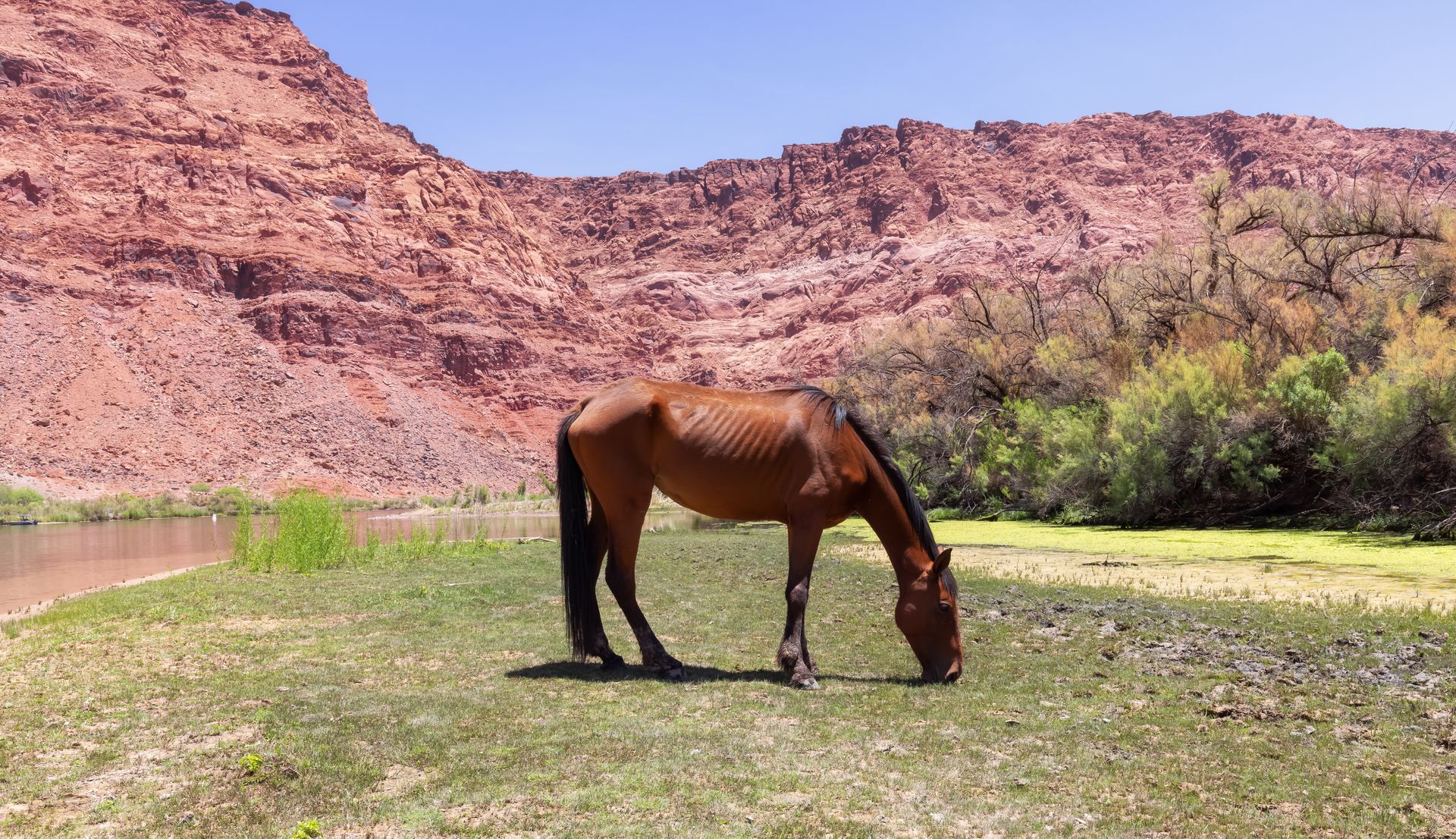 horse