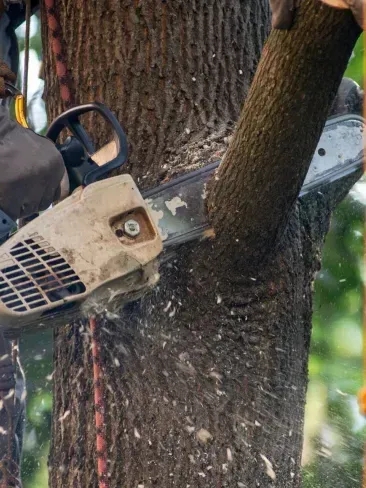 A man is cutting a tree with a chainsaw.