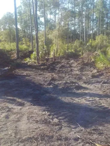 A dirt road going through a forest with trees in the background.