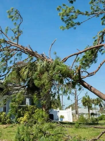 A tree that has fallen in front of a house