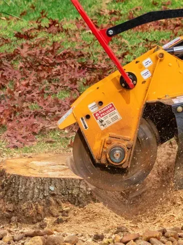 A yellow stump grinder is cutting a tree stump.