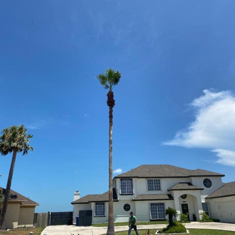 Tall palm tree in front of a white house, with a person working nearby under a blue sky.