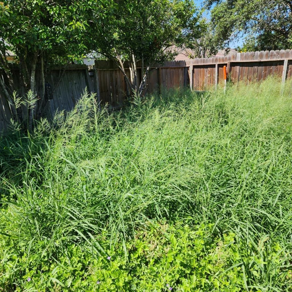 Overgrown backyard with tall green weeds against a wooden fence and trees.