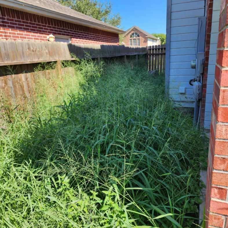 Overgrown weeds between a wooden fence, brick wall, and blue siding of a house.