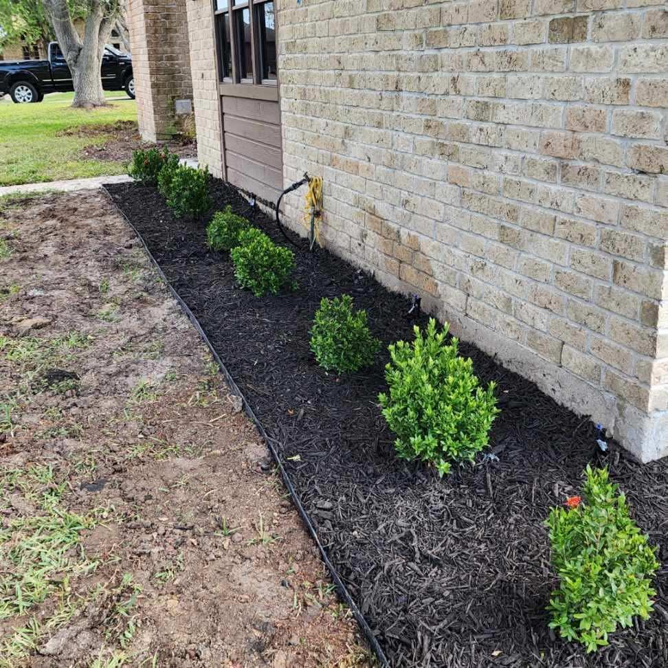 Green shrubs planted in dark mulch bed along a brick building's wall.