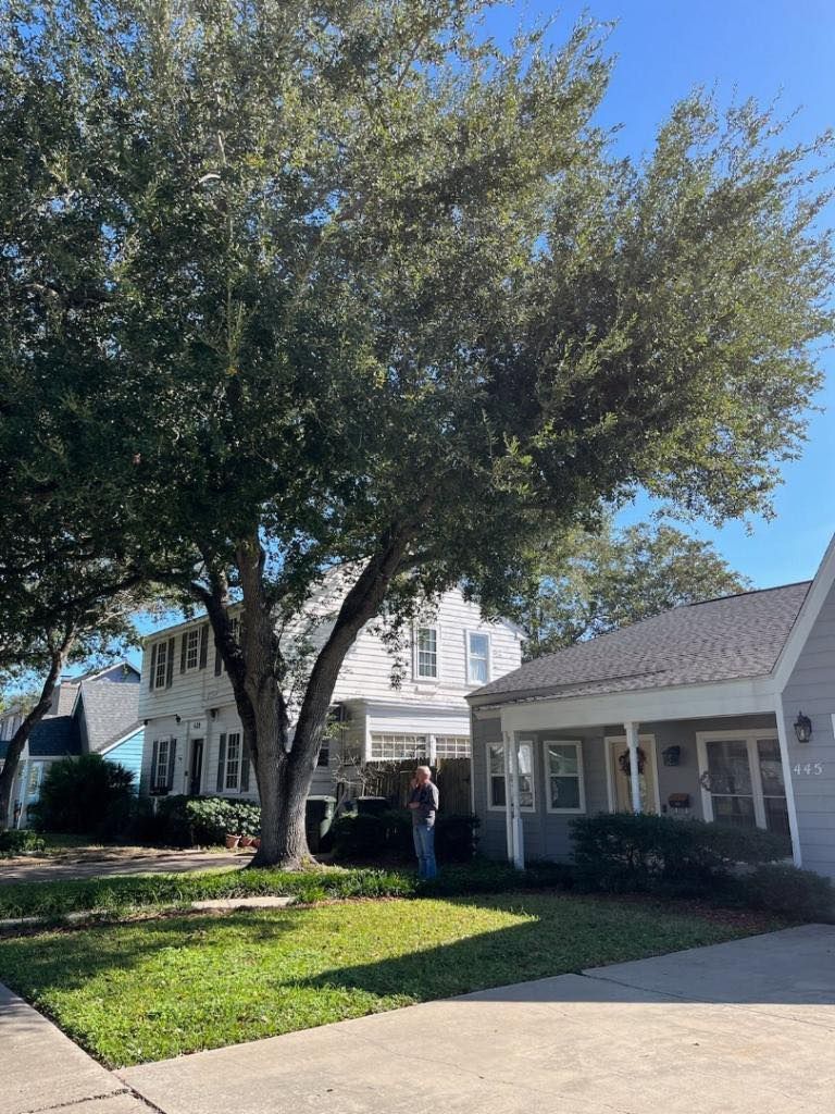 Large tree in front of houses, with a person standing beneath. Green grass and blue sky.