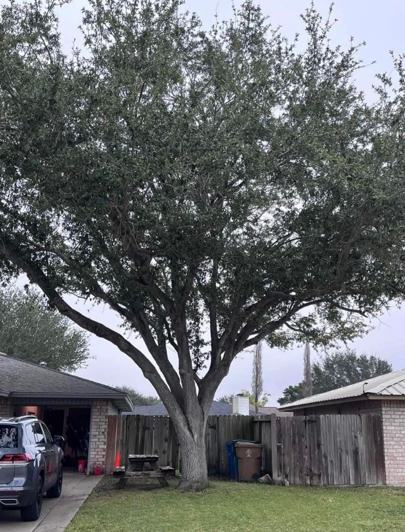 A large tree in a yard, with a house and car on the left and a fence on the right, under a cloudy sky.