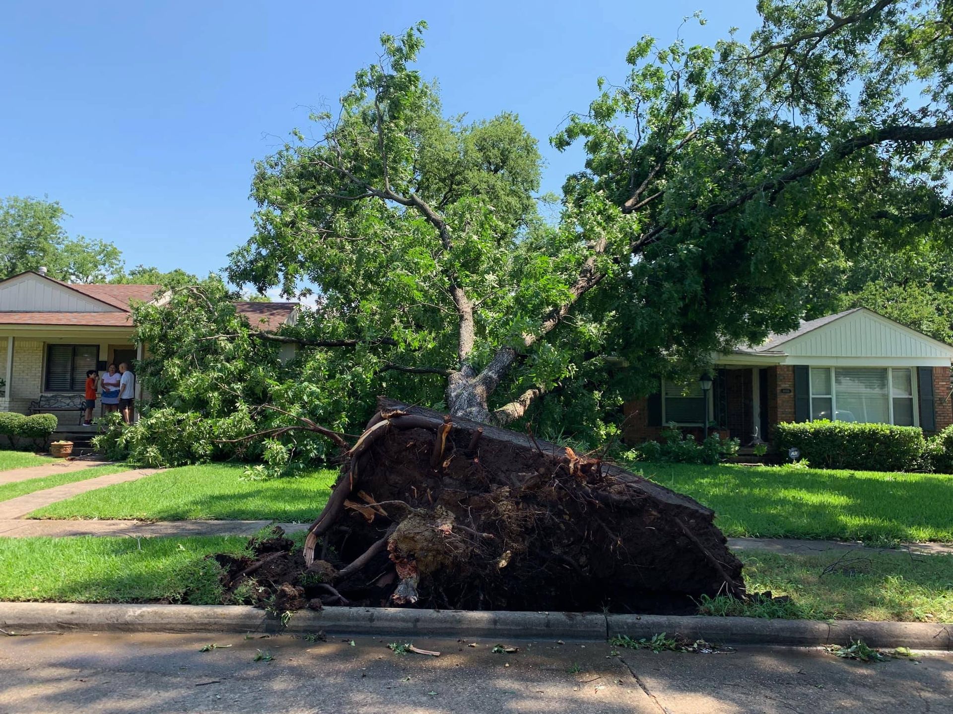 Uprooted tree lies on a curb in a residential neighborhood. Green grass, blue sky.