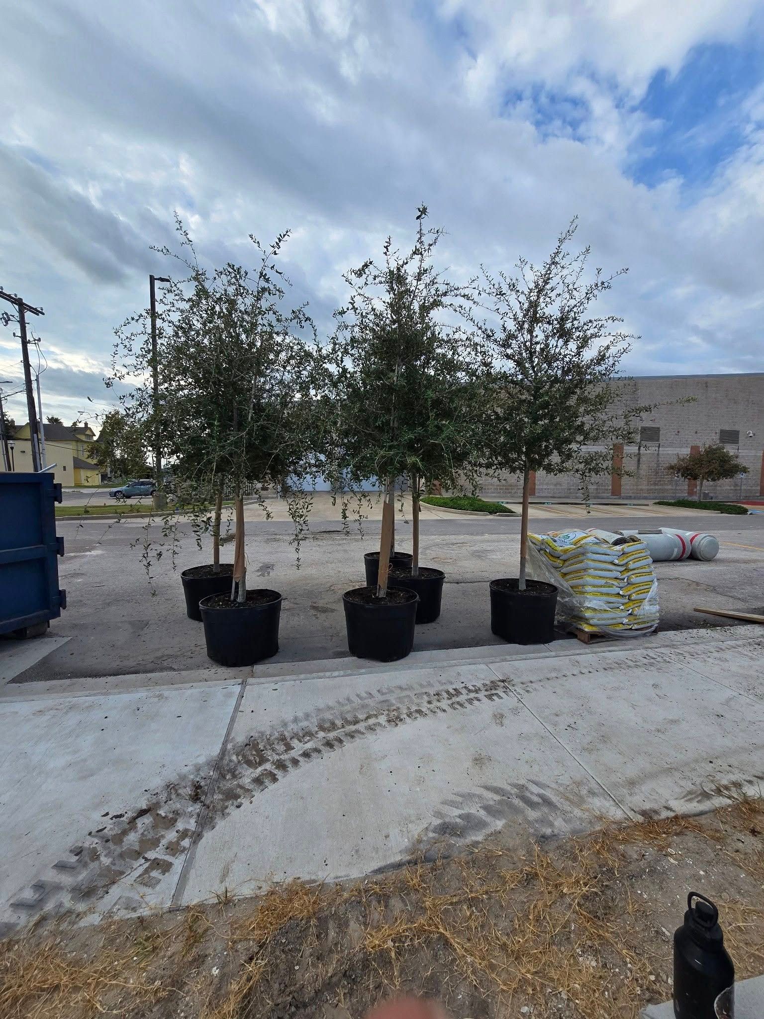 Three trees in large black pots, outdoors on a concrete surface, cloudy sky.