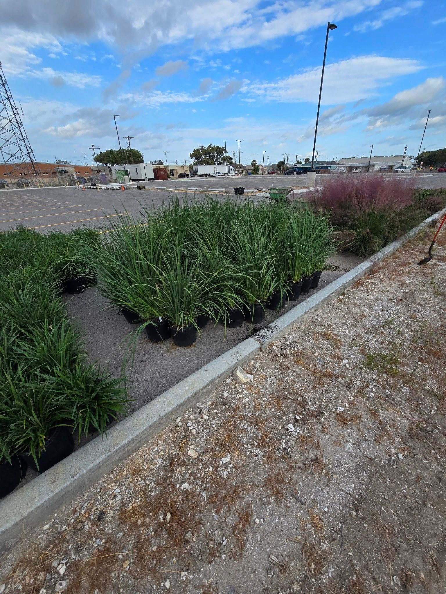 Rows of potted plants in an outdoor lot, concrete edge, cloudy sky, and distant buildings.