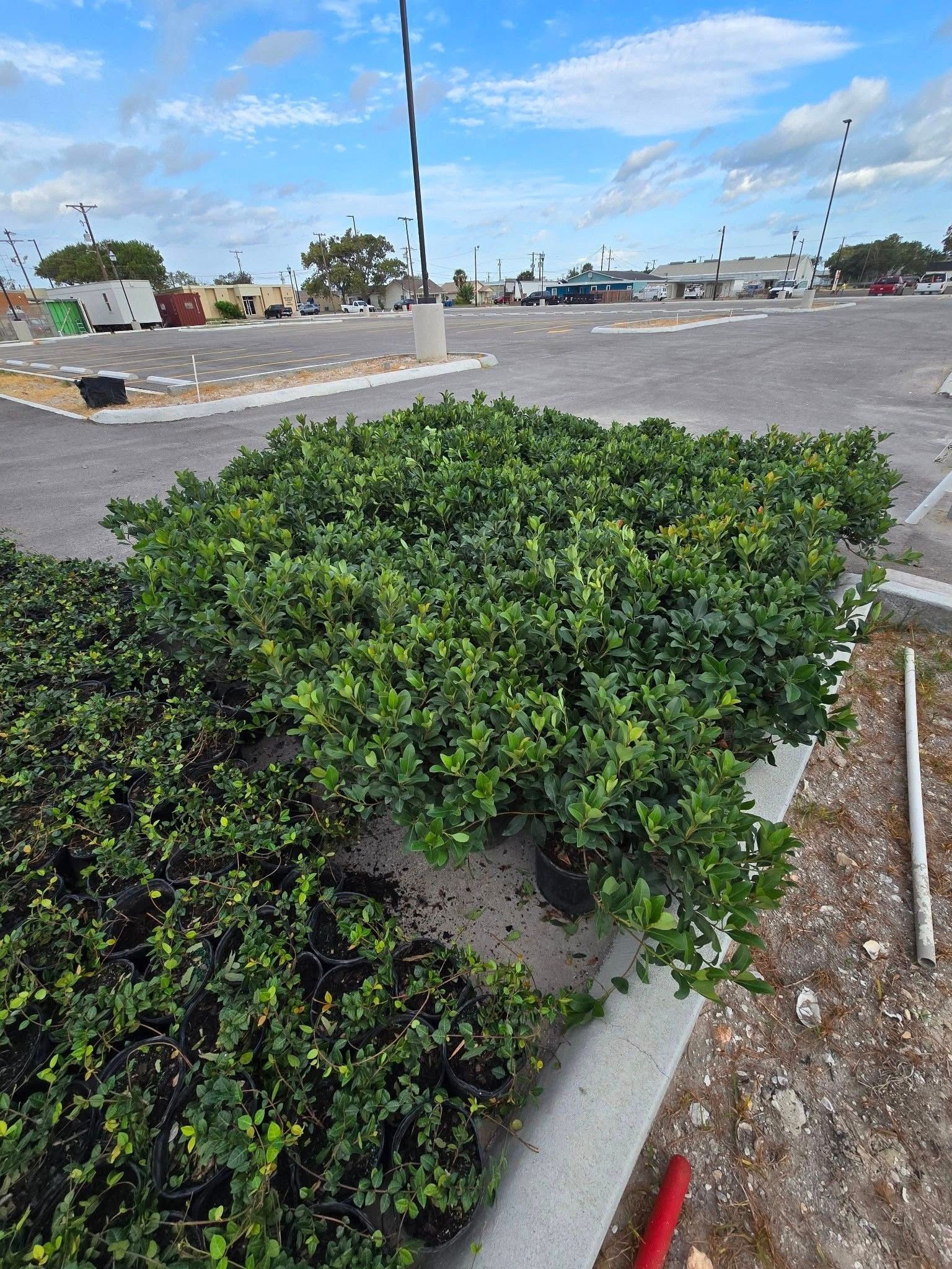 Green shrub in a parking lot bed with a cloudy sky in the background.