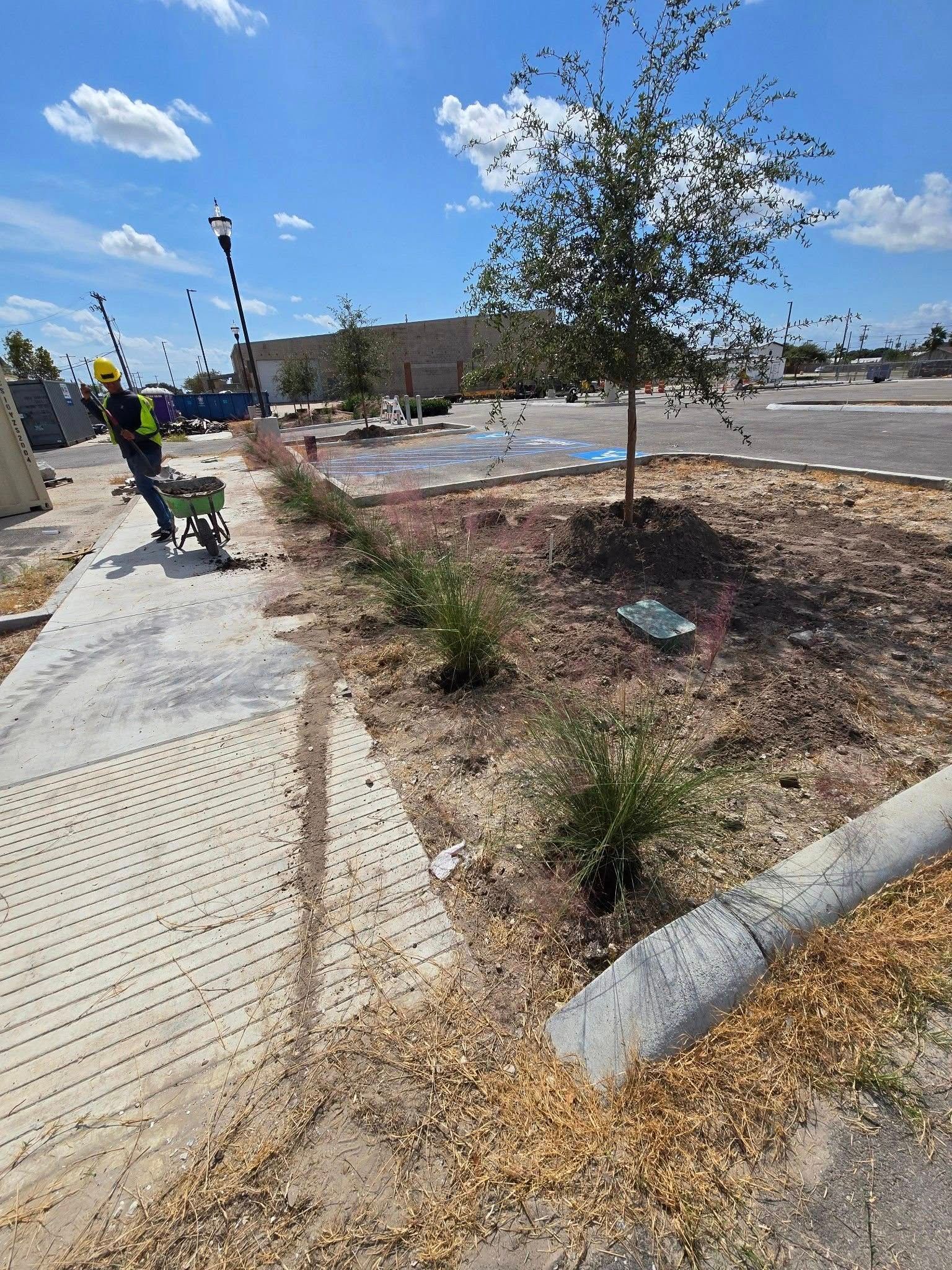 Worker tending landscape bed with small shrubs, a tree, and wood chips. Bright sunny day.