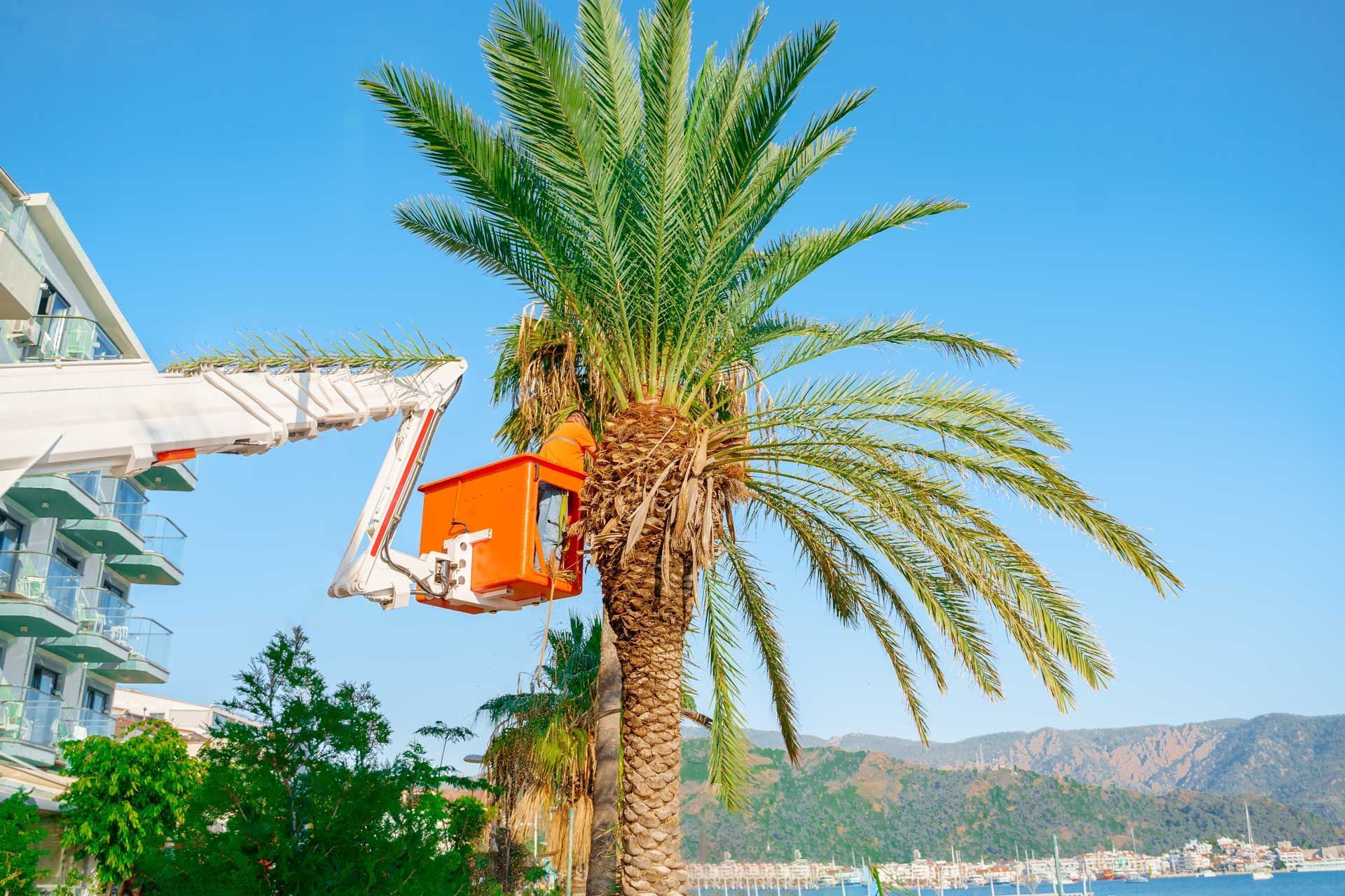 A worker in an orange lift bucket trims a tall palm tree near a building, blue sky, and water.