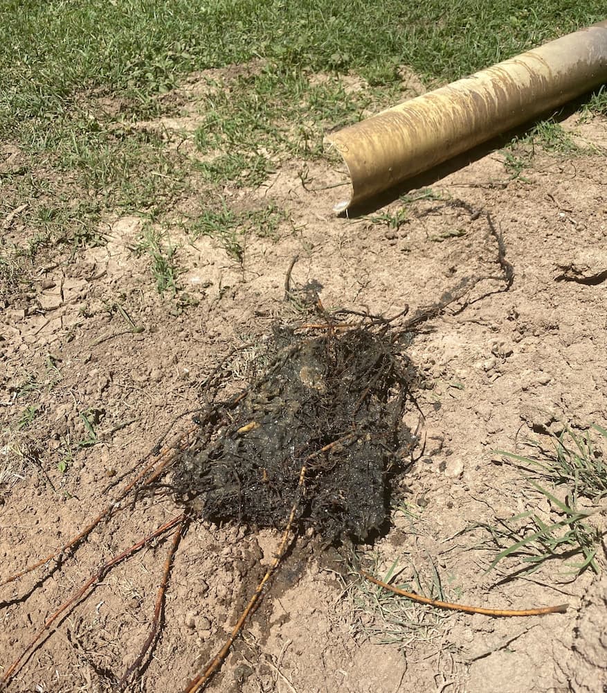 Tree Roots — Plumber in Garbutt, QLD