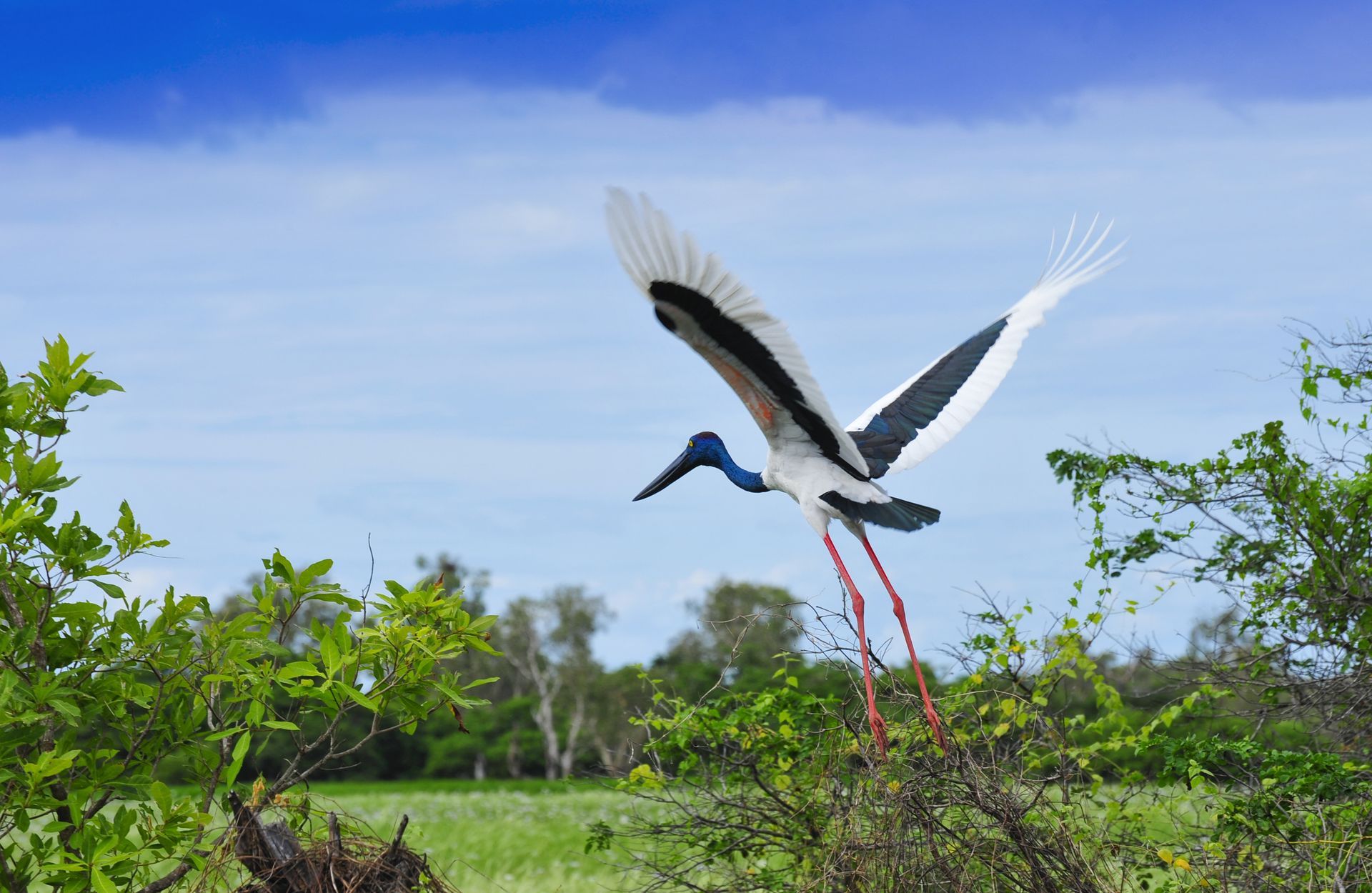 A black and white bird with a blue beak is flying over a field.