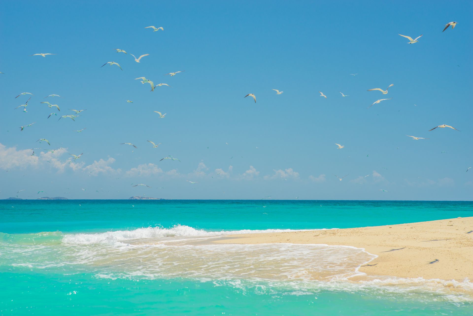 A flock of seagulls are flying over a sandy beach.