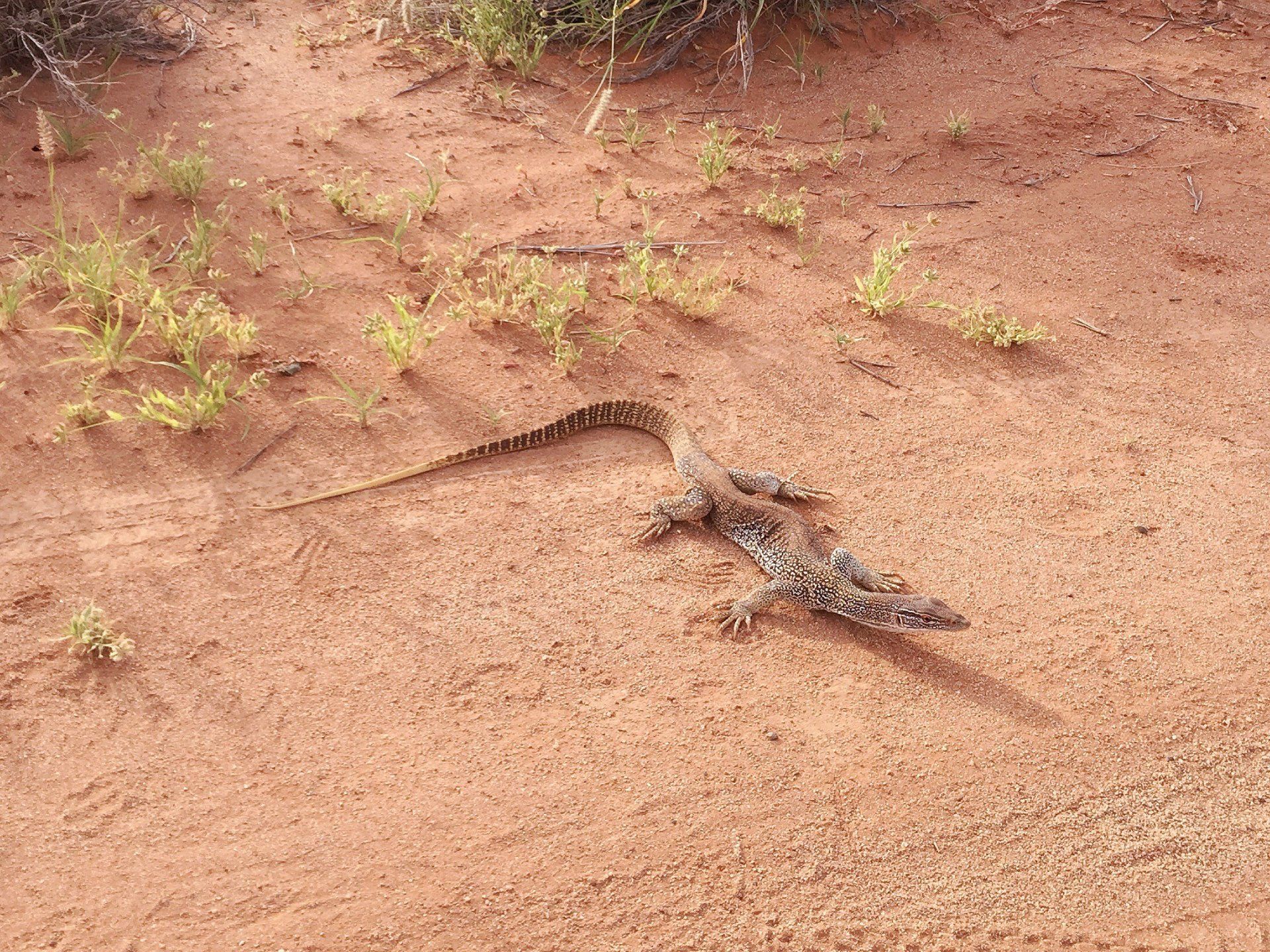 A lizard is crawling on the ground in the desert.