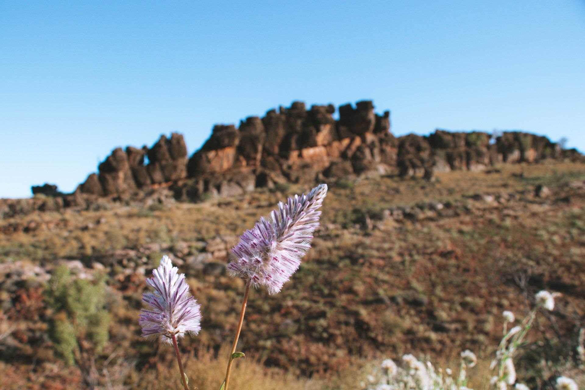 A purple flower is growing in the desert with a mountain in the background.