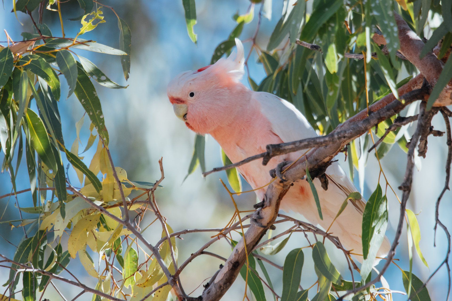 A pink and white bird is perched on a tree branch.