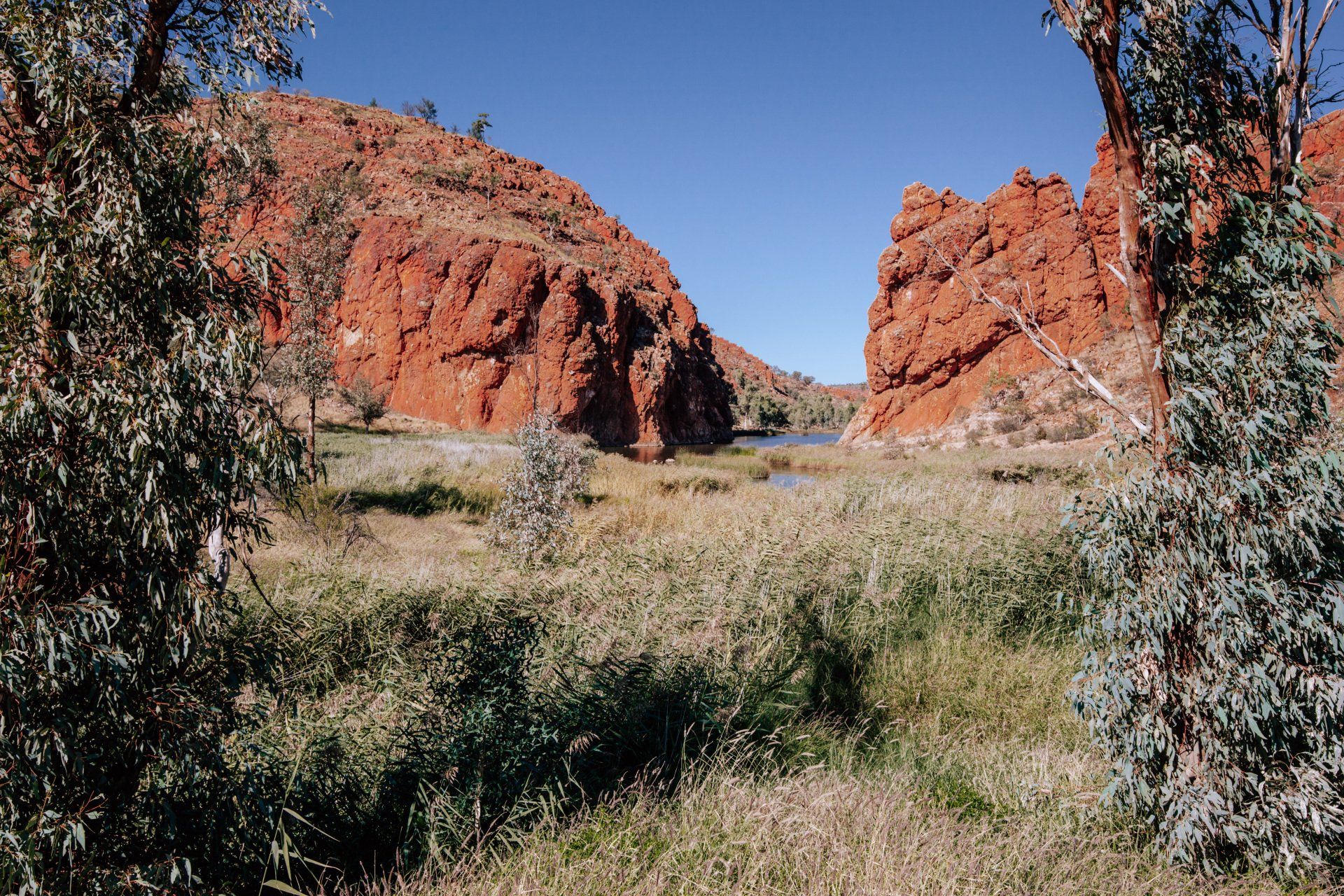 A desert landscape with trees and rocks in the background