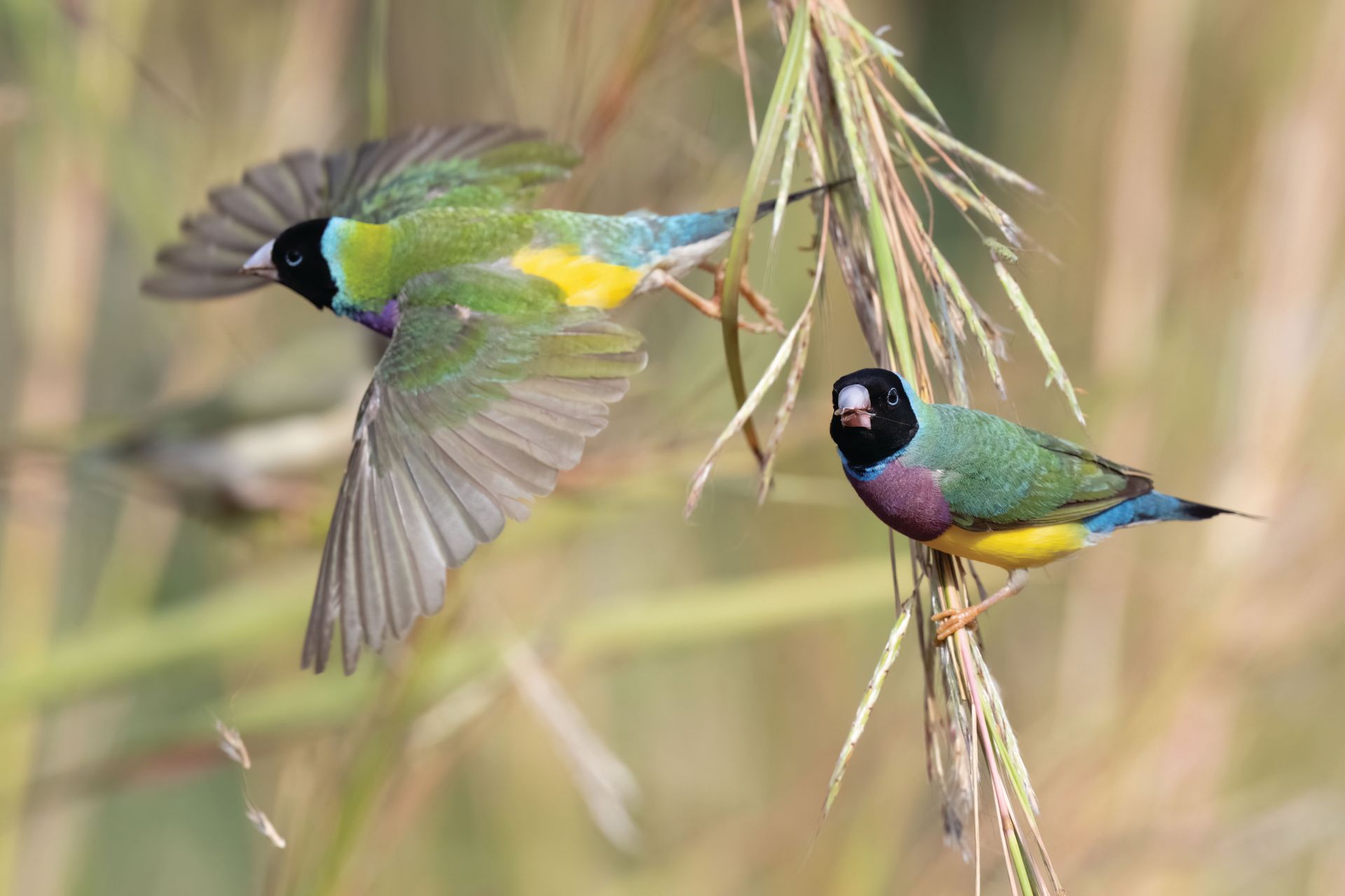 Two colorful birds are perched on a branch.