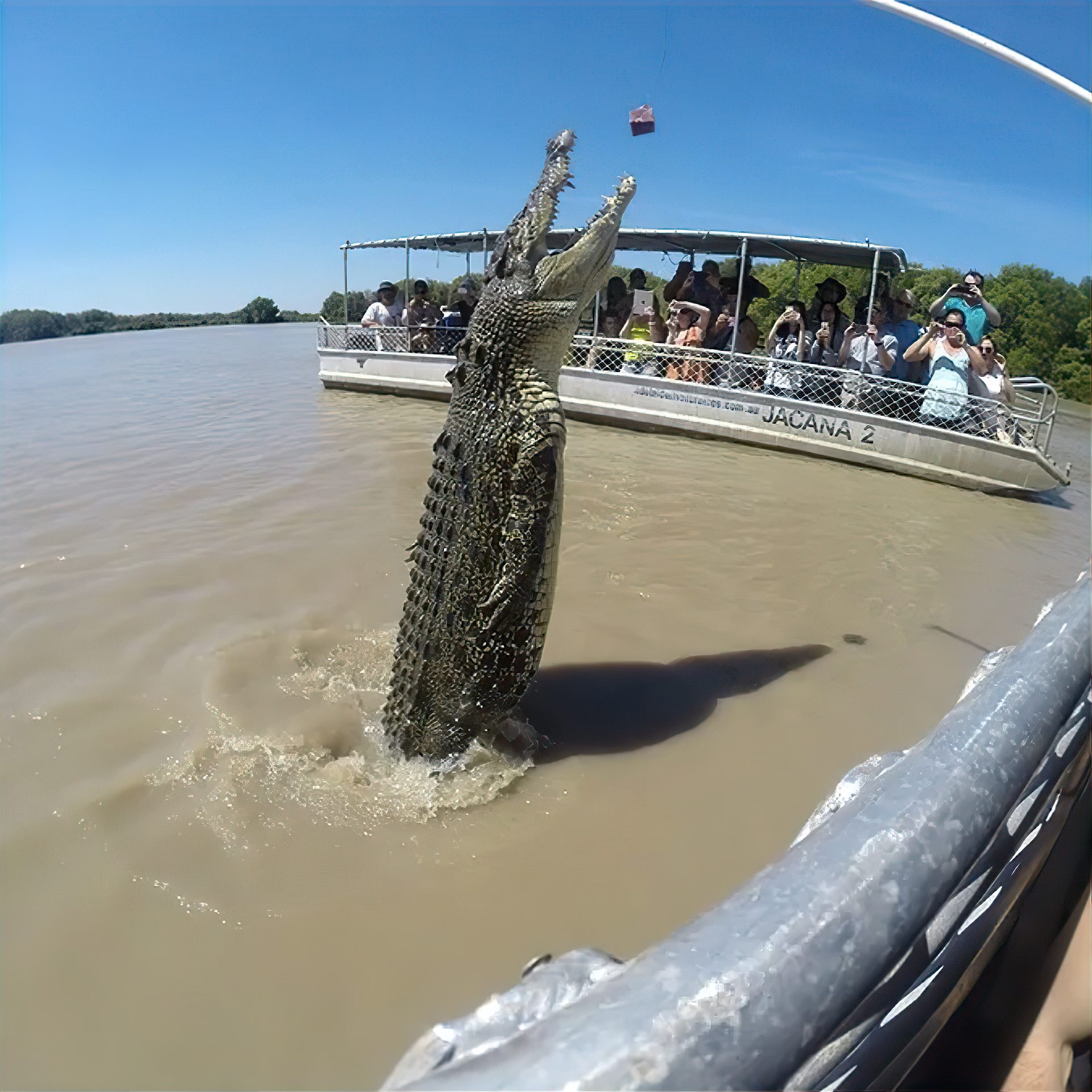 A crocodile is jumping out of the water near a boat