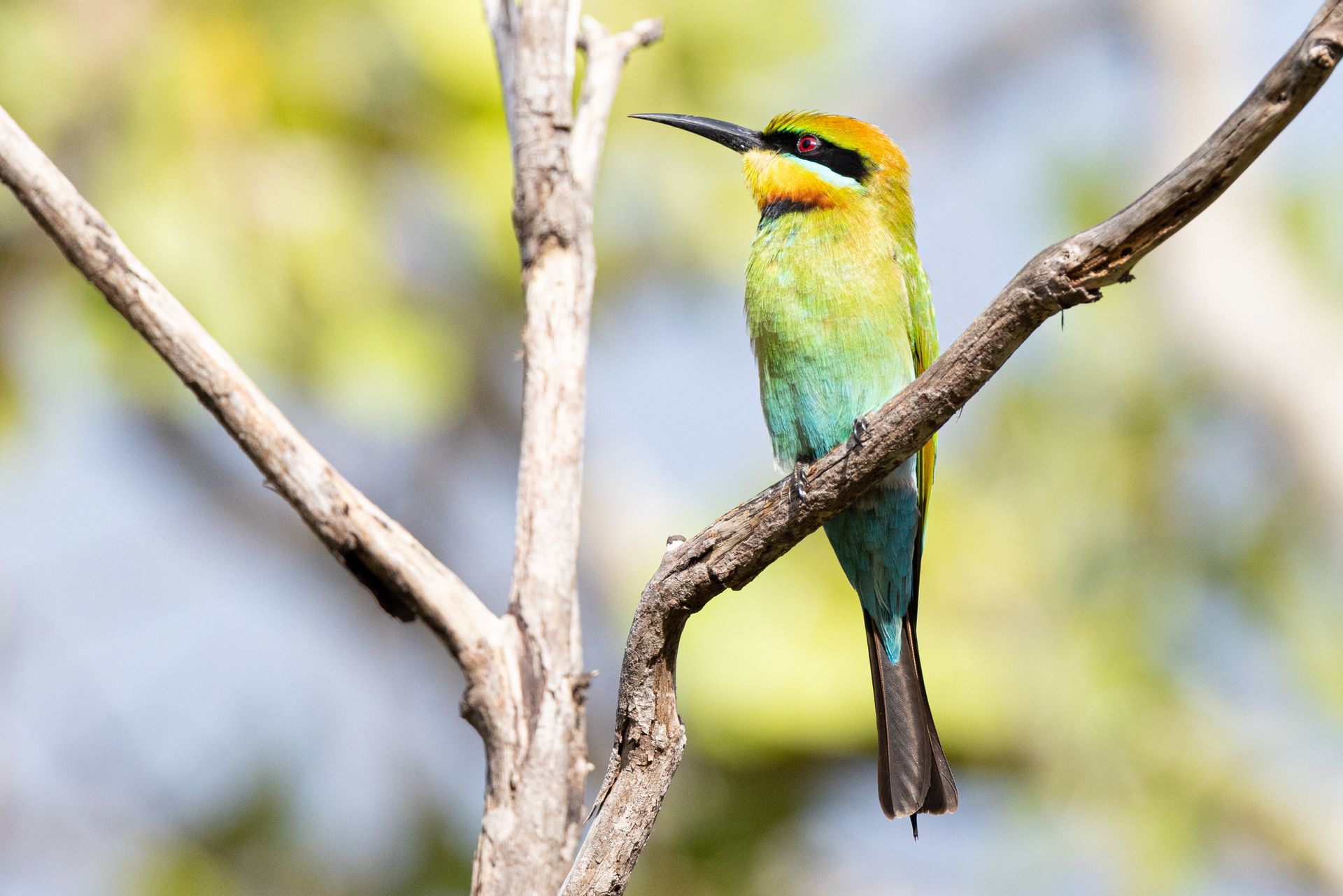 A colorful bird perched on a tree branch.