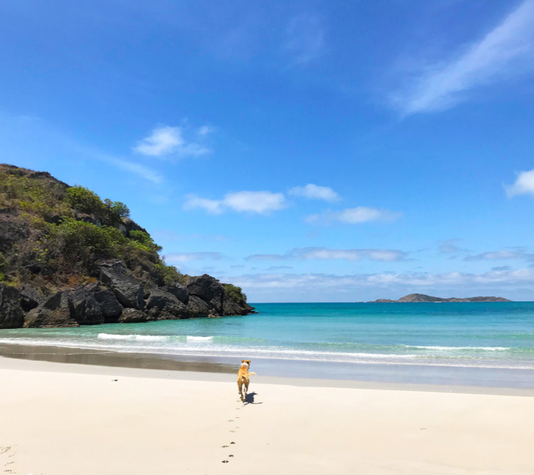 A person walking a dog on a beach near the ocean