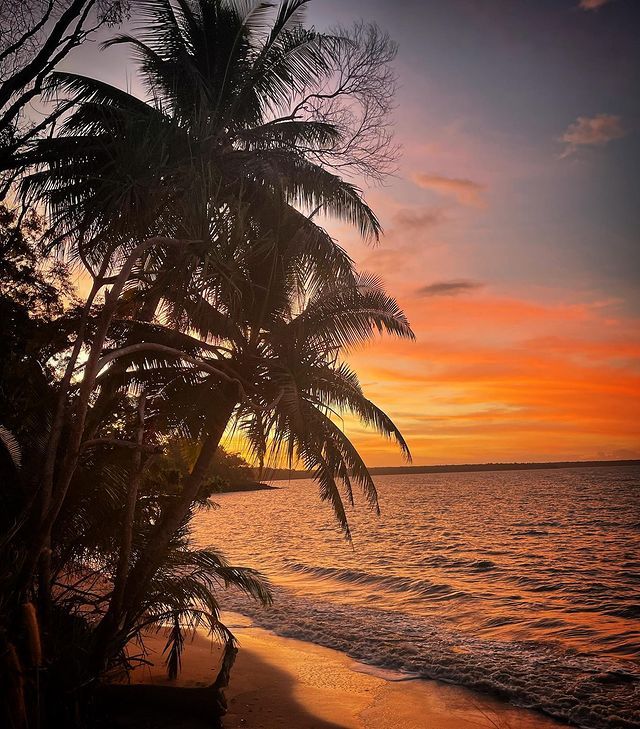 A sunset over the ocean with palm trees in the foreground