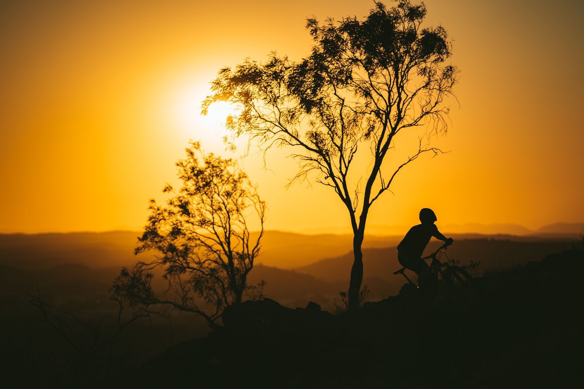 A person is riding a bike in front of a tree at sunset.