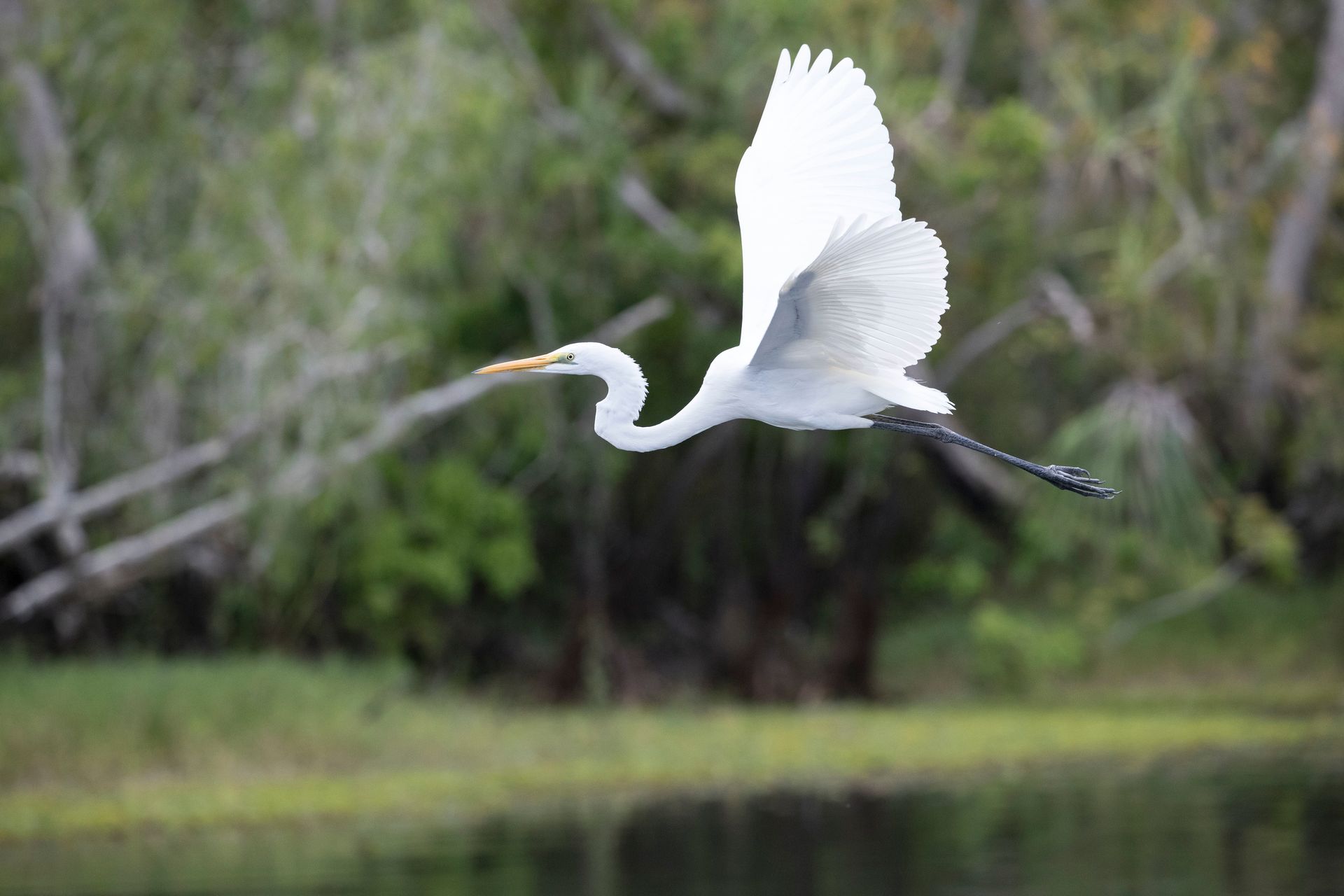 A white bird is flying over a body of water.