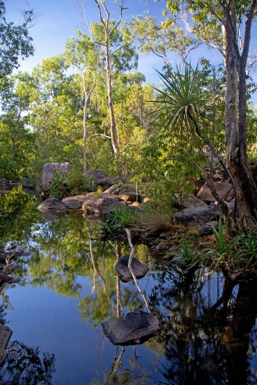 A river surrounded by trees and rocks in a lush green forest.