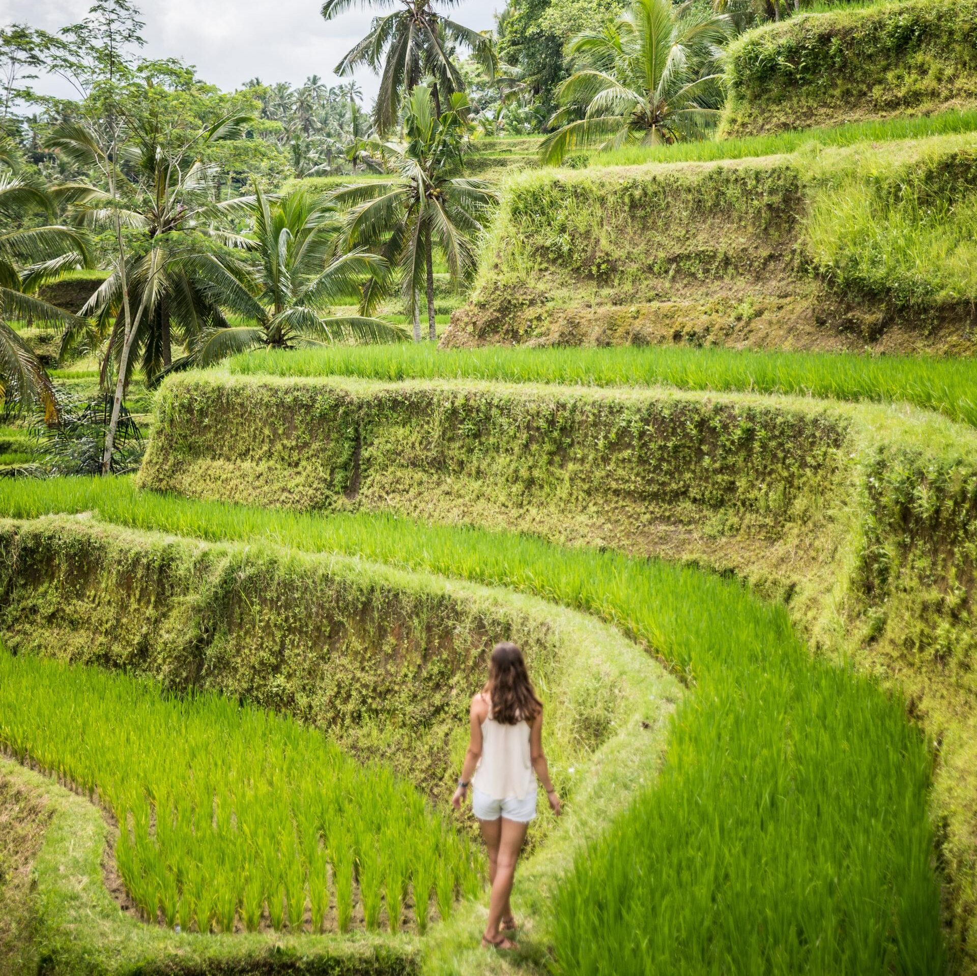 A woman is walking through a lush green rice field.