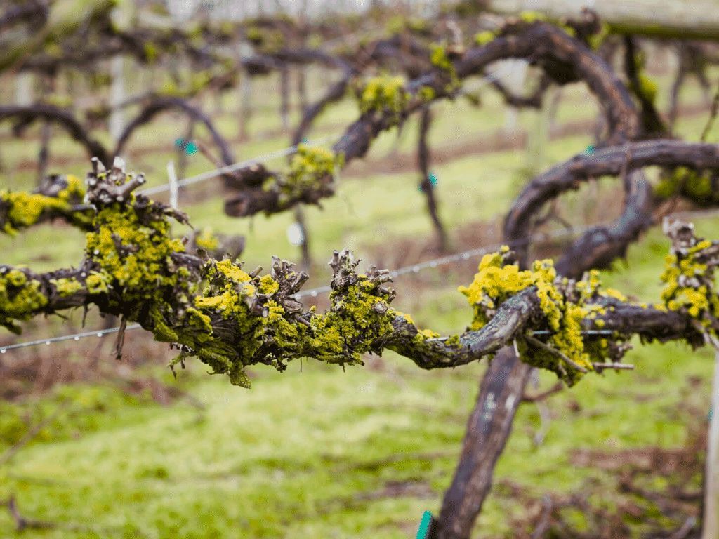 Grape vines covered in yellow-green moss in a vineyard, with a grassy field and bare vines in the background.