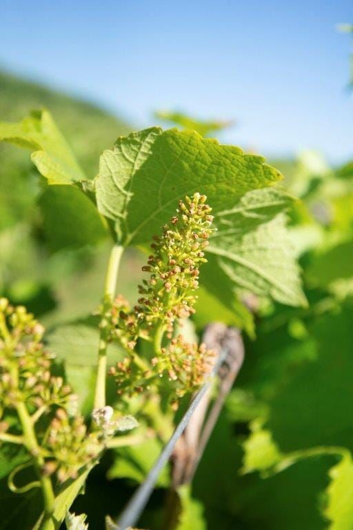 Grape vine buds, light green, in a vineyard, with a clear blue sky in the background.
