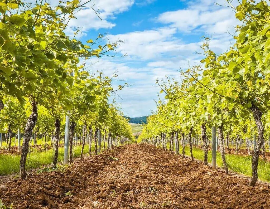 Rows of grape vines in a vineyard, with green leaves and brown soil, under a blue sky with clouds.