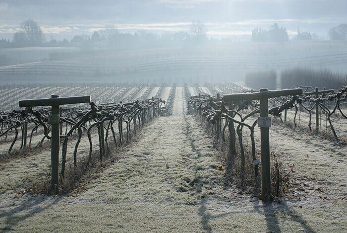 a vineyard covered in frost on a foggy day