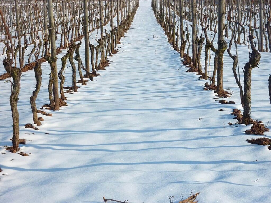 a snowy vineyard with trees covered in snow