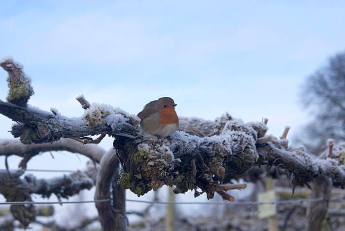 a small bird is perched on a snow covered branch .