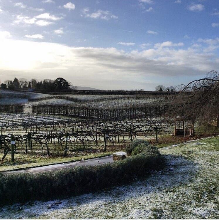 A frosty vineyard under a partly cloudy blue sky. Bare vines and a small stone shelter dot the landscape.